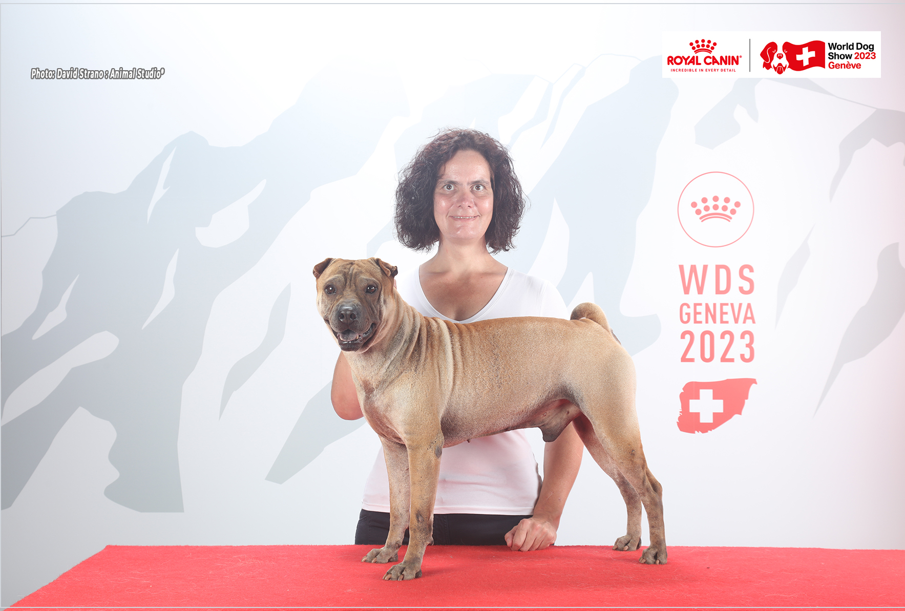 Royal shop canin sharpei