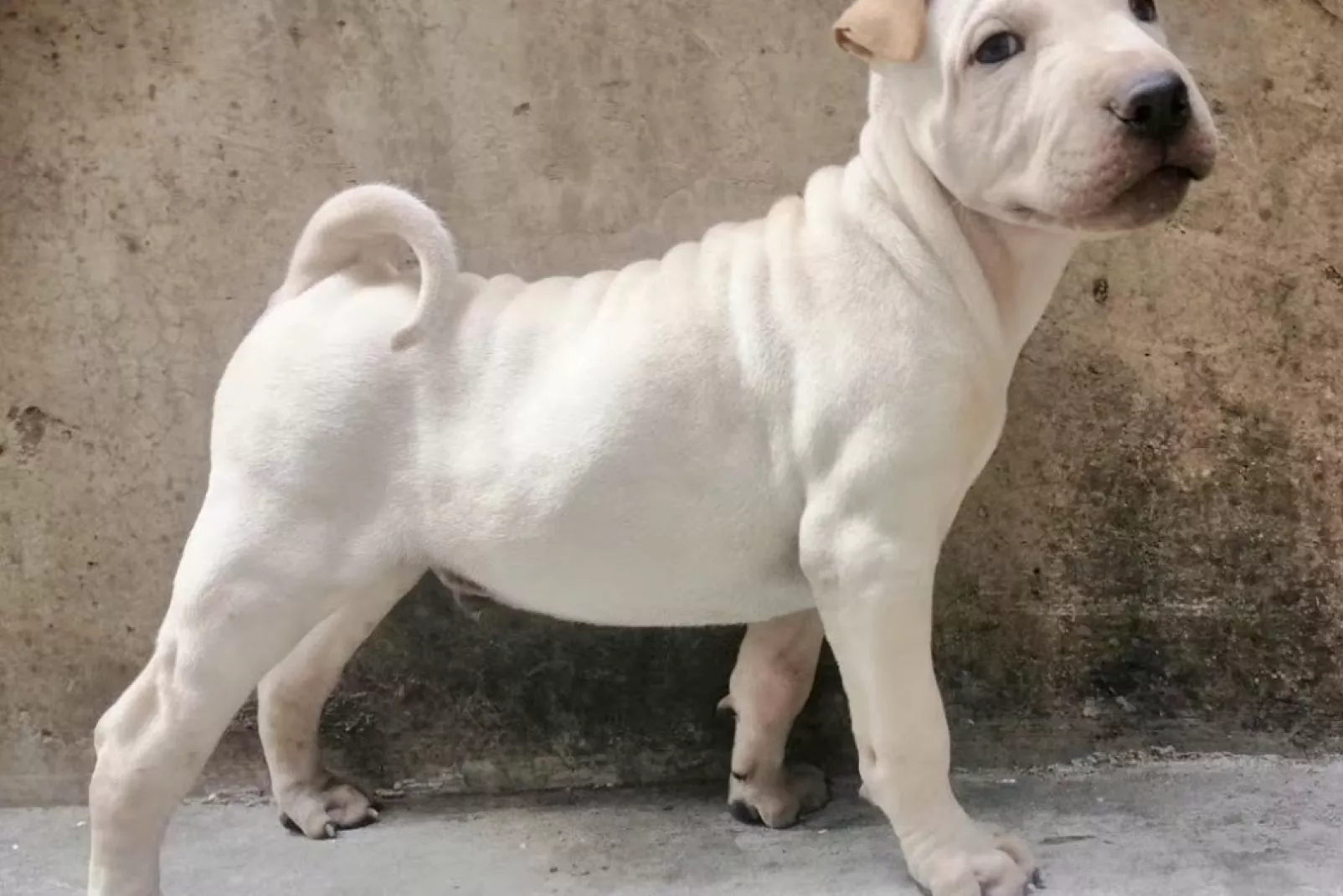 Original shar hot sale pei dog