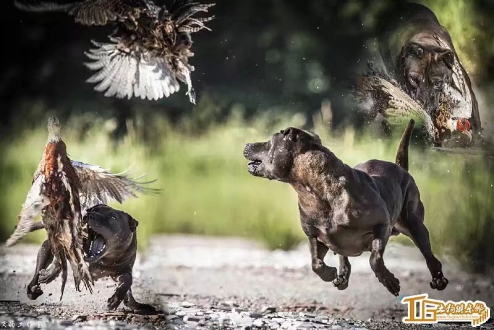 Shar cheap pei hunting